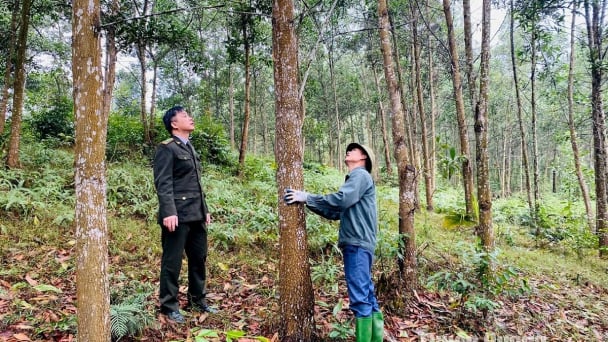 How to plant acacia to harmonize livelihoods with biodiversity conservation?